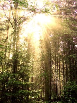 Sunny summer day in green forest                                    