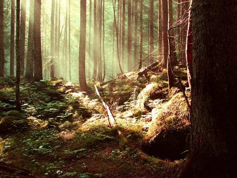Sunny summer day in green forest                               