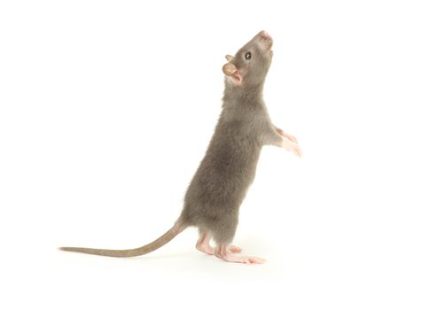 funny rat  isolated on white background