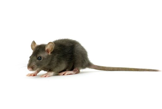 funny rat  isolated on white background