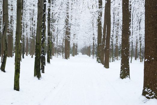 beautiful winter forest  and the road