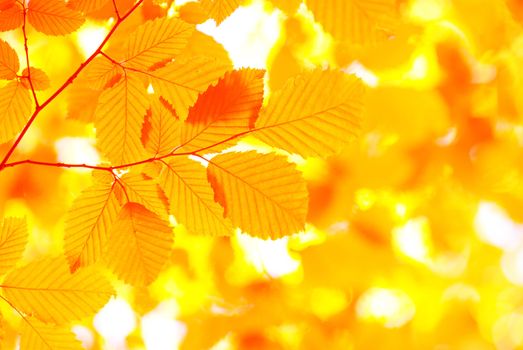 autumn leaves background in sunny day