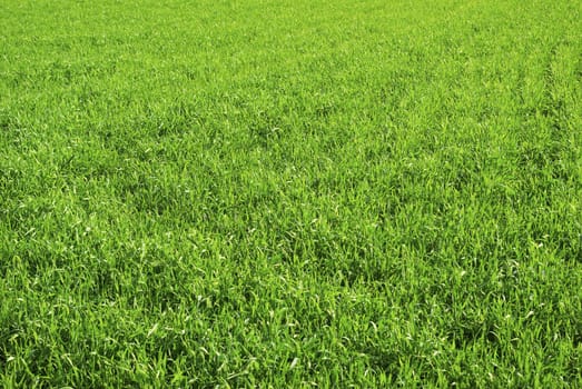 Green grass texture from a  field