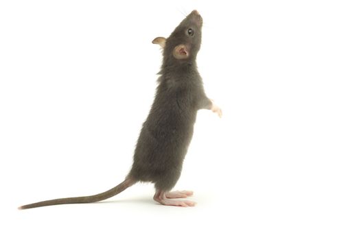 funny rat  isolated on white background