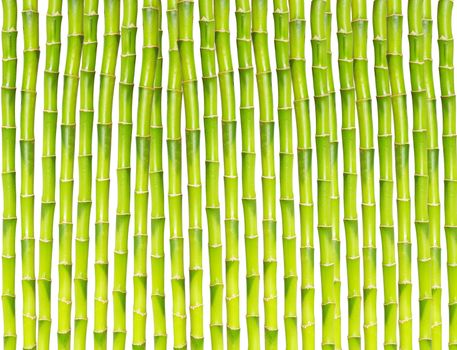 beautiful bamboo isolated on white background