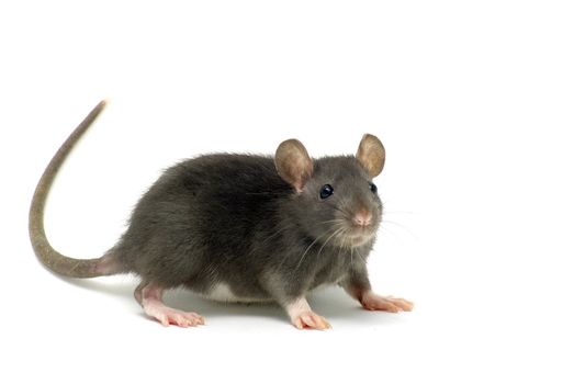 funny rat  isolated on white background