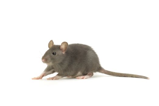 funny rat  isolated on white background