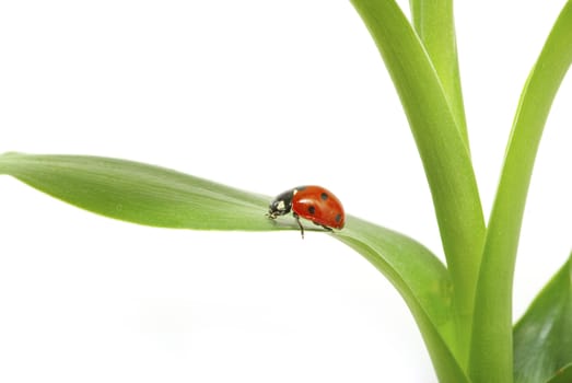 red ladybug on green grass isolated on white