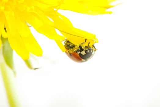 red ladybug on green grass isolated