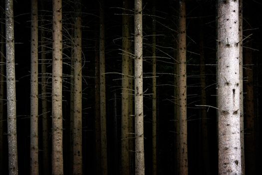 Spooky forest at night.