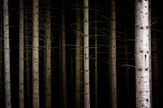 Spooky forest at night.