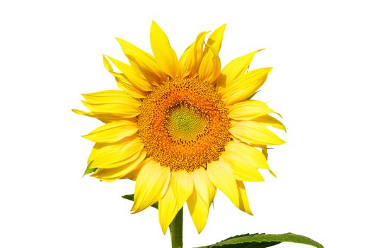 yellow sunflower and white background