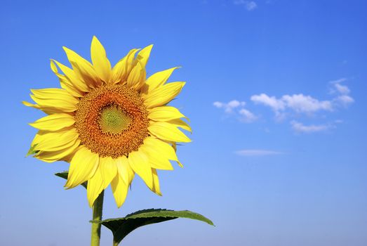 sunflower field over cloudy blue sky