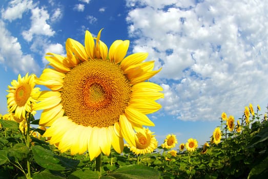 sunflower field over cloudy blue sky