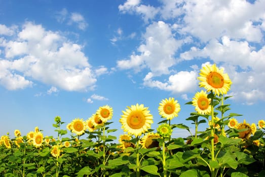 sunflower field over cloudy blue sky