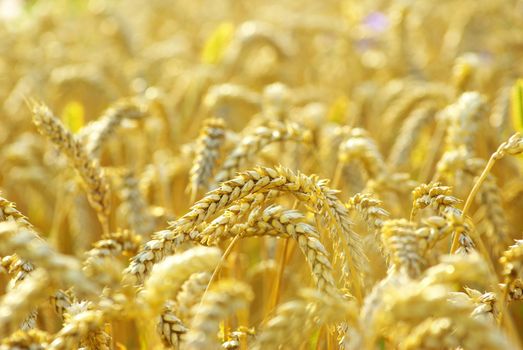 grain ready for harvest growing in a farm field