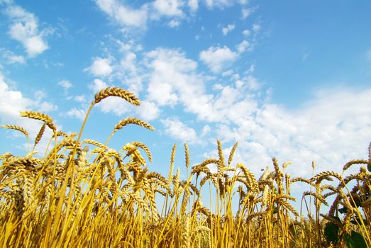 Field of wheat over blue sky