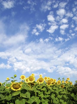 sunflower field over cloudy blue sky