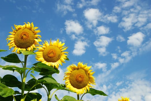sunflower field over cloudy blue sky