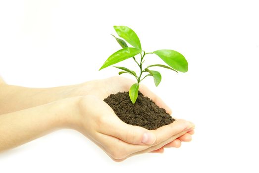  holding a plant between hands on white