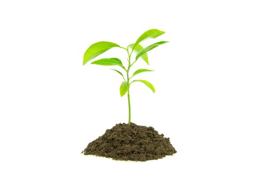 Little green plant on white background