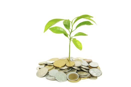 plant in coins  isolated on white background