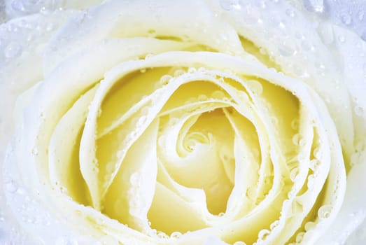 a close-up of a white rose