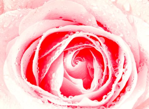 macro of white rose with water drops