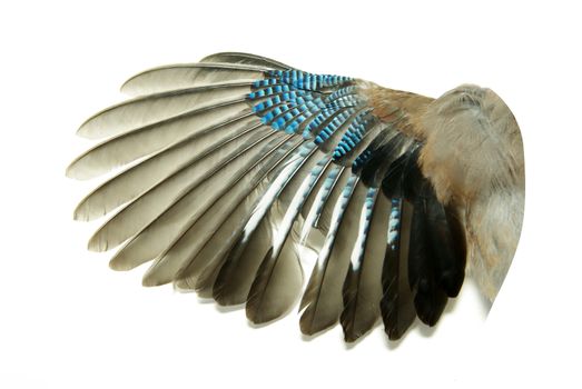 Pair of wings isolated on white