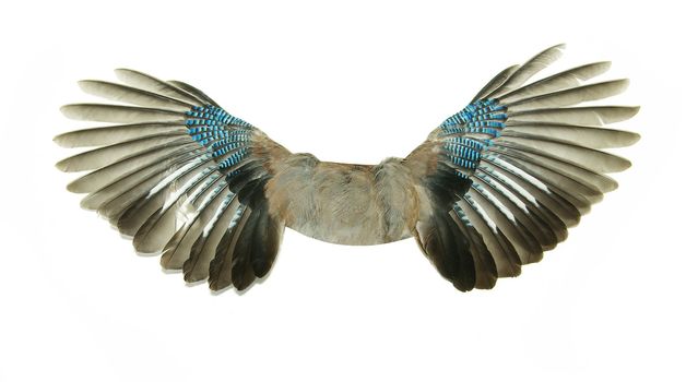 Pair of wings isolated on white