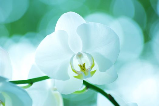 White orchid isolated on green background