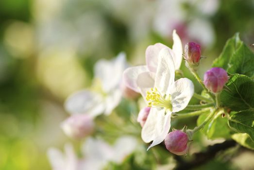  Close up of the cherry blossoms  
