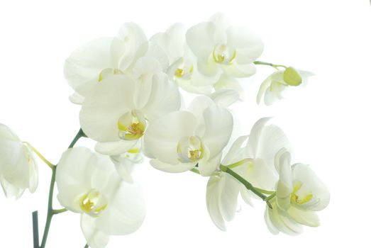 White orchid isolated on white background