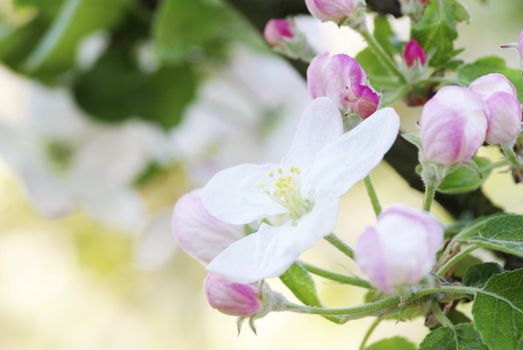  Close up of the cherry blossoms  