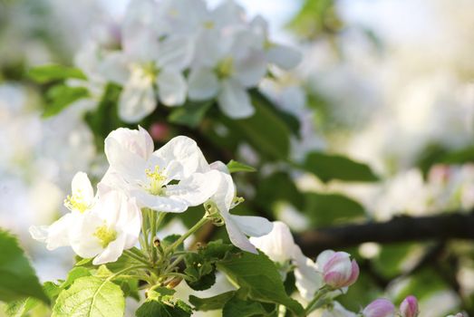  Close up of the cherry blossoms  