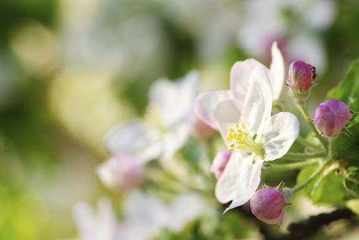  Close up of the cherry blossoms  
