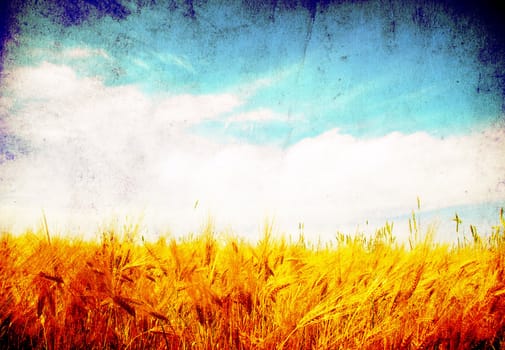 Wheat ears against the blue  sky