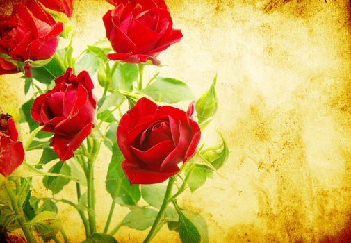 Close-up shot of a red roses