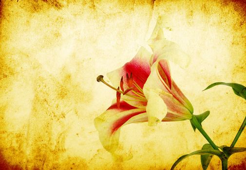 pink lily flower isolated on grunge background