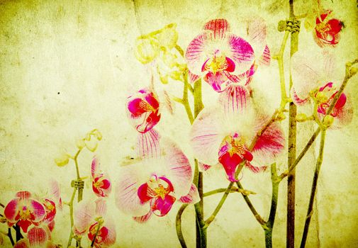 Pink orchid isolated on a grunge background 