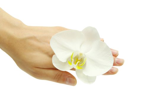 Hand and orchid over isolated white background