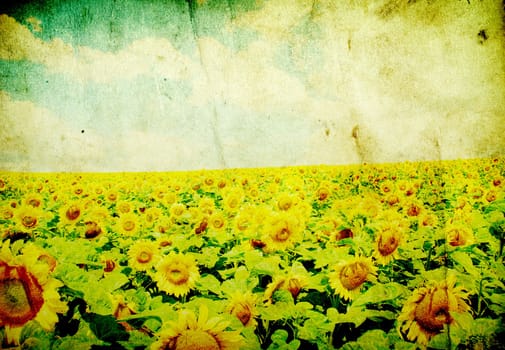 sunflower field over cloudy blue sky
