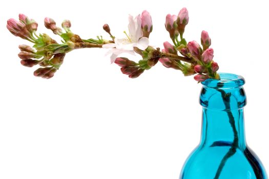 Branch in a blue bottle. Isolated on a white background.