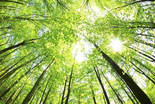 green forest  background in a sunny day