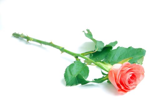 red rose isolated on a white background
