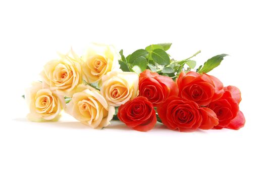 red rose isolated on a white background
