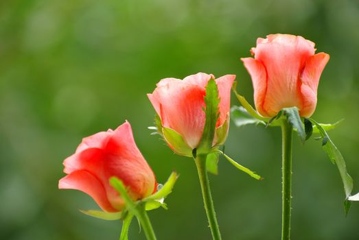 red rose isolated on a green background