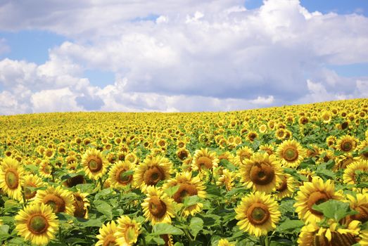 sunflower field over cloudy blue sky
