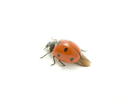 red ladybug isolated on white