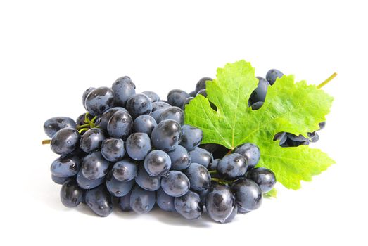 The branch of grapes with water drops